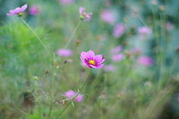 コスモス