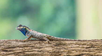 Chameleon on tree