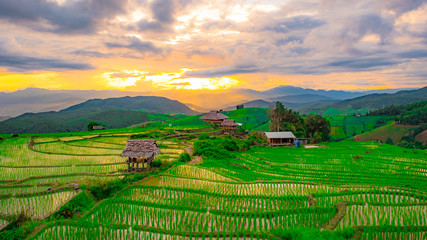 Rice fields in Chiangmai, Thailand