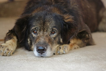 Lonely dog lying down on the floor and waiting for his owner.