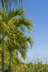 Green palm trees at the beach
