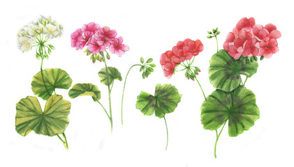 Hand-drawn watercolor floral illustration of the geranium flowers. Natural drawing isolated on the white background. Medicinal plant - 167478472