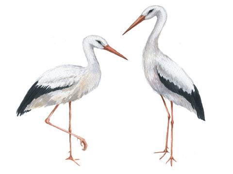 Hand-drawn watercolor drawing the couple of storks. Illustration of the bird isolated on the white background