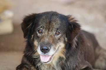 Cutie dog lying down and looking for his owner.