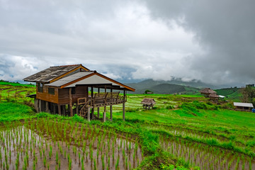 Fototapeta na wymiar Rice fields in Chiangmai, Thailand