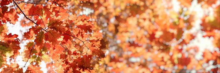 Autumn leaves (lush foliage) in forest lit by sunlight