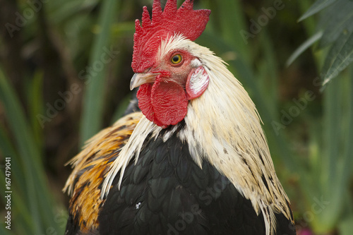 A Cosa Serve La Cresta Del Gallo