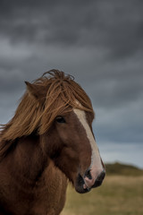 Portrait eines Island-Pferdes vor dunklen Wolken