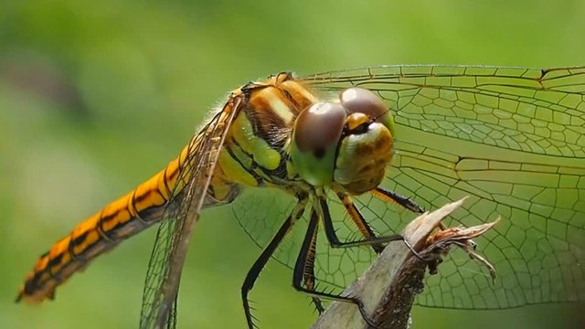 Dragonfly close on a branch indignant attention. Odonata - the order of ancient antibiotic good flying insects. Odontologia behavior in nature. Entomology of the infraclass drewscriver.