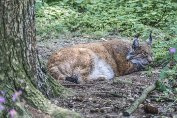 Eurasischer Luchs liegt auf dem Waldboden