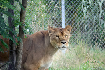 Lionne au zoo