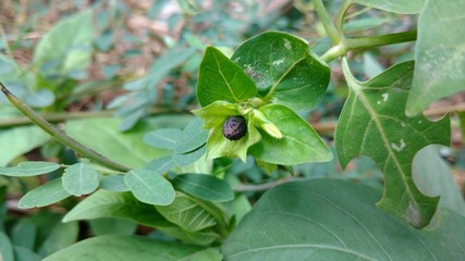 Four O'clock plant seeds, Marvel of peru, Mirabilis Jalapa.