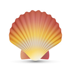 Scallop Seashell Vector. Realistic Scallops Shell Isolated On White Background Illustration