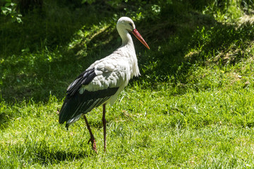 Storch sonnt sich auf einer Wiese