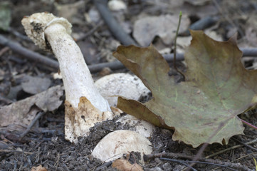 Phallus impudicus (common stinkhorn)
