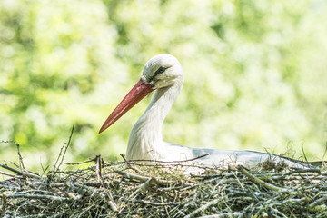 Storch sitzt in seinem Storchennest