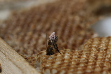 Biene im alten Bienenstock