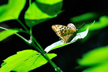 Butterfly sitting on green leaf in the sunshine. Macro. Close-up. Landscape orientation