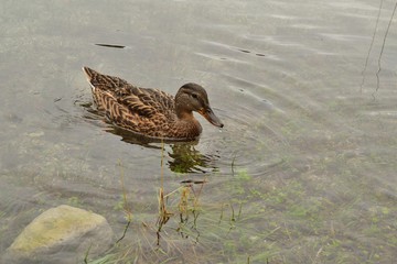 Canard dans l'eau