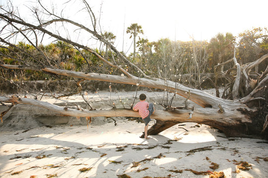 Young boy climbing over uprooted tree on beach