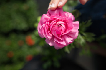 Child touching pink flower with fingertips