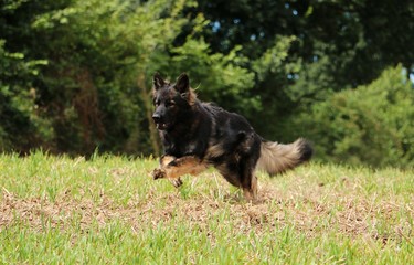 Fototapeta premium rennender deutscher schäferhund auf einem feld