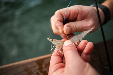 Man baiting fishing hook with shrimp
