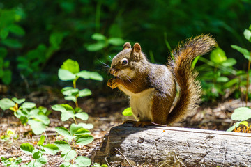 Naklejka na ściany i meble Small Squirrel in summer forest background wild animal