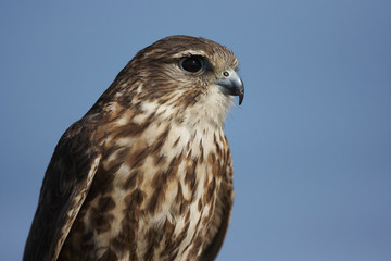 Merlin