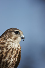 Merlin