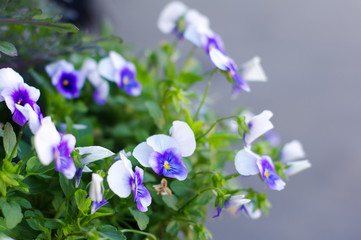 Fototapeta na wymiar Violets in spring