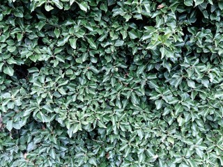 Wall leaves