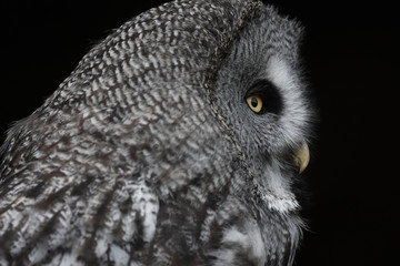 Great Grey Owl