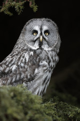 Great Grey Owl