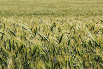 Wheat field with maturing ears in early August, Russia