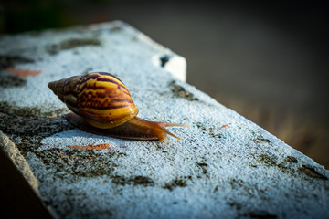 snail walking on concrete floor