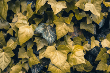 Yellow and dark blue green shiny leaves of ivy, its bright veins