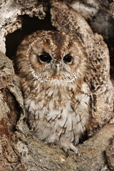 Tawny owl