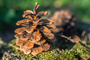 closeup detail of brown pine tree cone sitting on green moss, nature forest around, shallow depth of field, vibrant colors