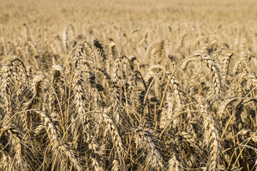 A field of ripe wheat. Bread-corn or rye pikelets under the summer sun