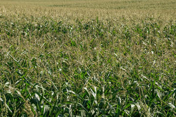 Field of corn plants. Large farmer plantation of corn