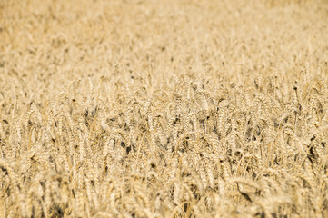 Large field of ripe bread corn. Millions of rye or wheat spikelets growing in agricultural area