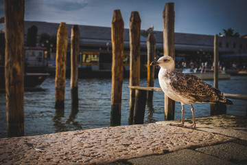 Motley gull bird, seagull at port, wooden pillars and pier in background.