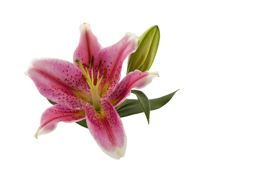 Pink  lily flower
Pink lily flower isolated on a white background.
