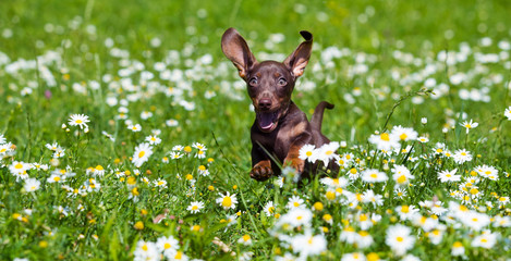 Dachshund puppy jumping in green grass © liliya kulianionak