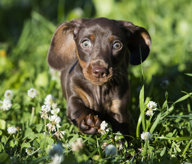 Dachshund puppy jumping in green grass