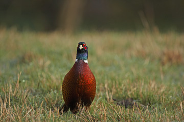 Pheasant