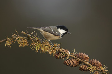 Coal Tit