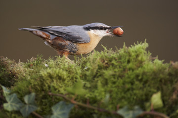 Nuthatch