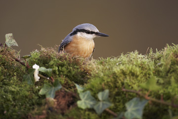 Nuthatch